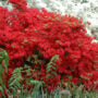 Azalea – Stewartstonian – #2 Container